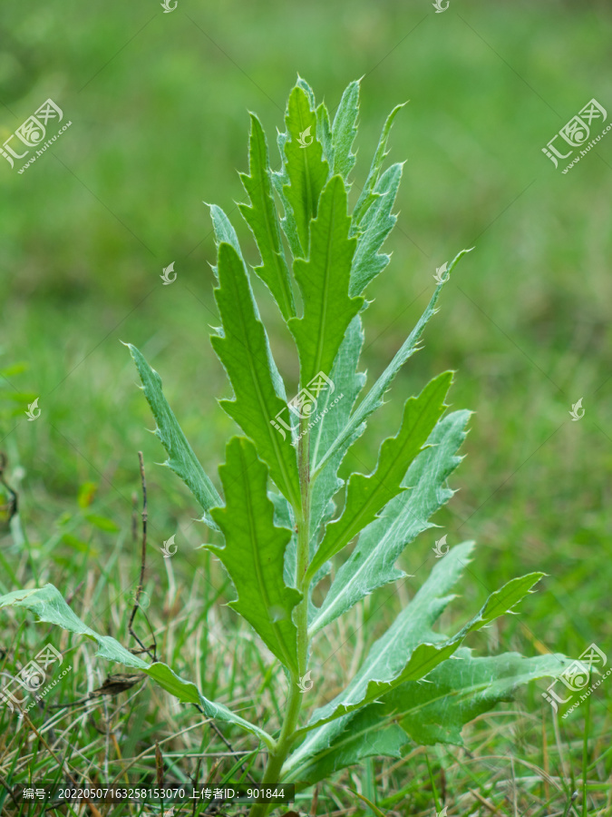 一颗野生的刺儿菜