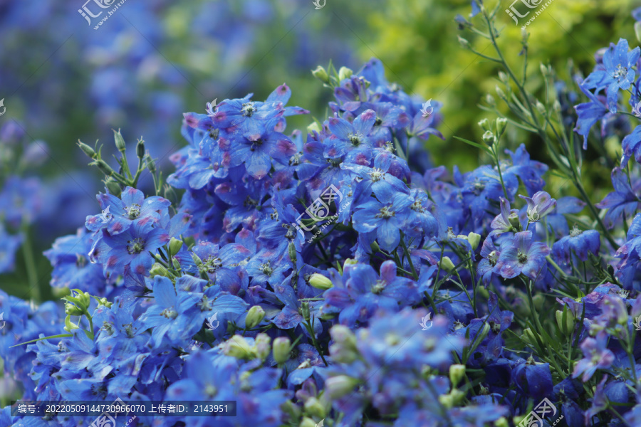 高翠雀花