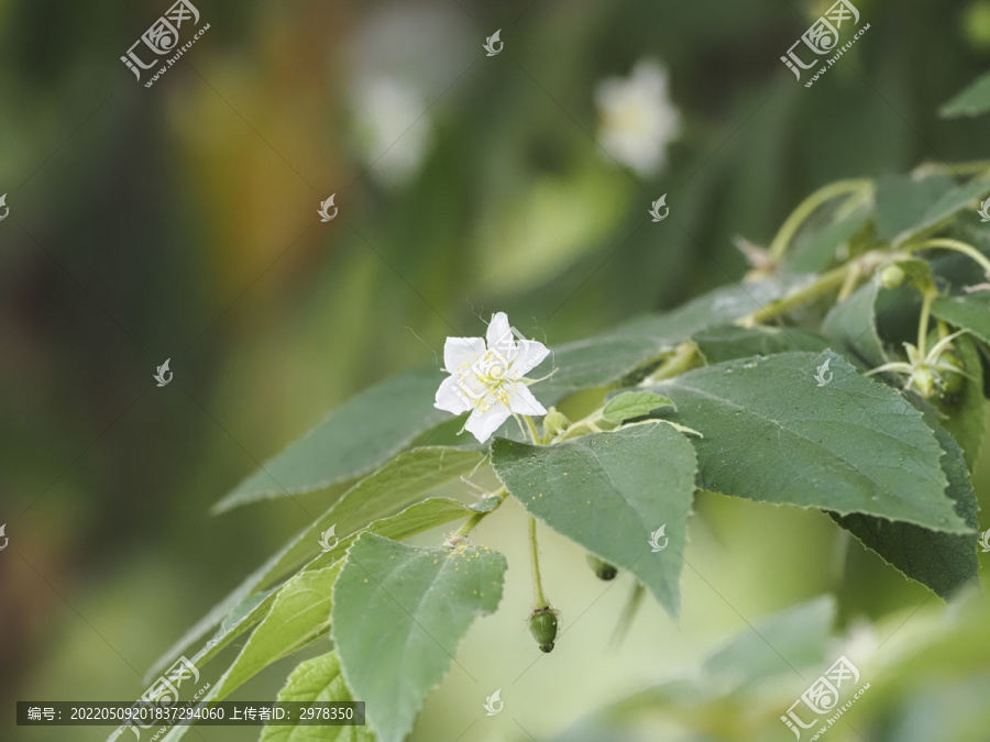 文定果花