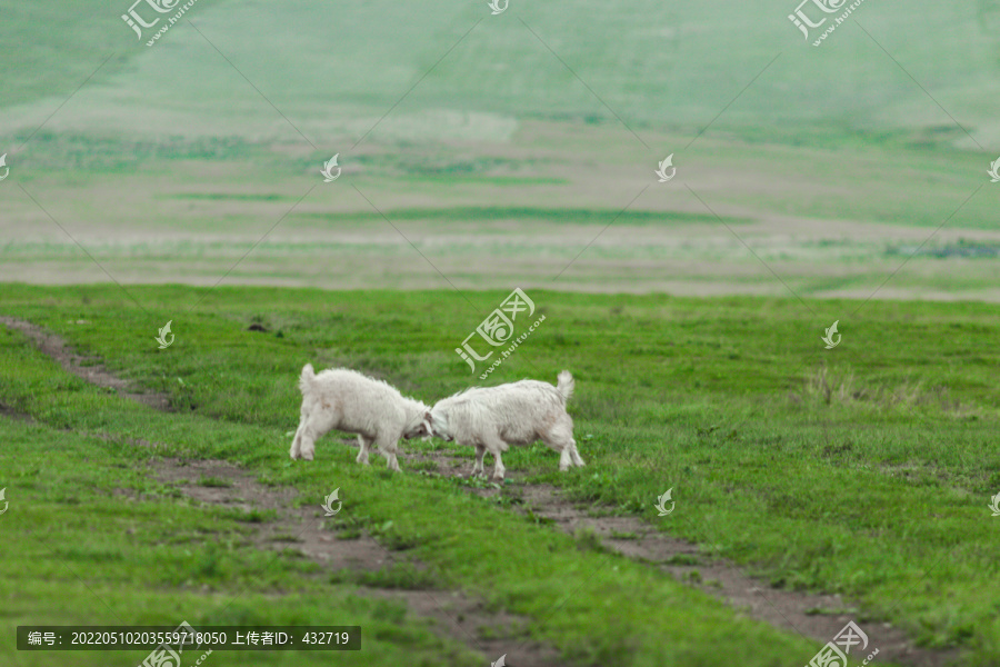 草原小羊打架