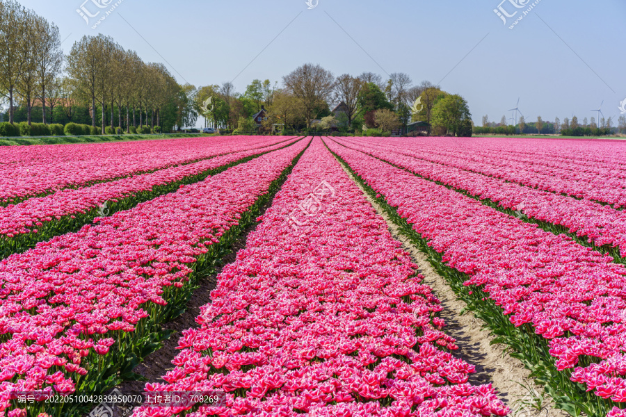 荷兰郁金香花田风景