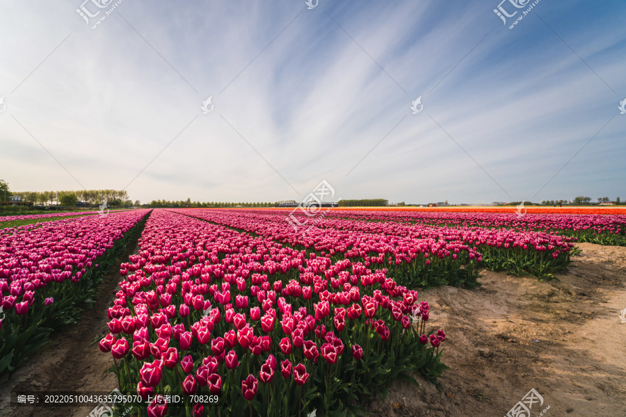 荷兰郁金香花田风景