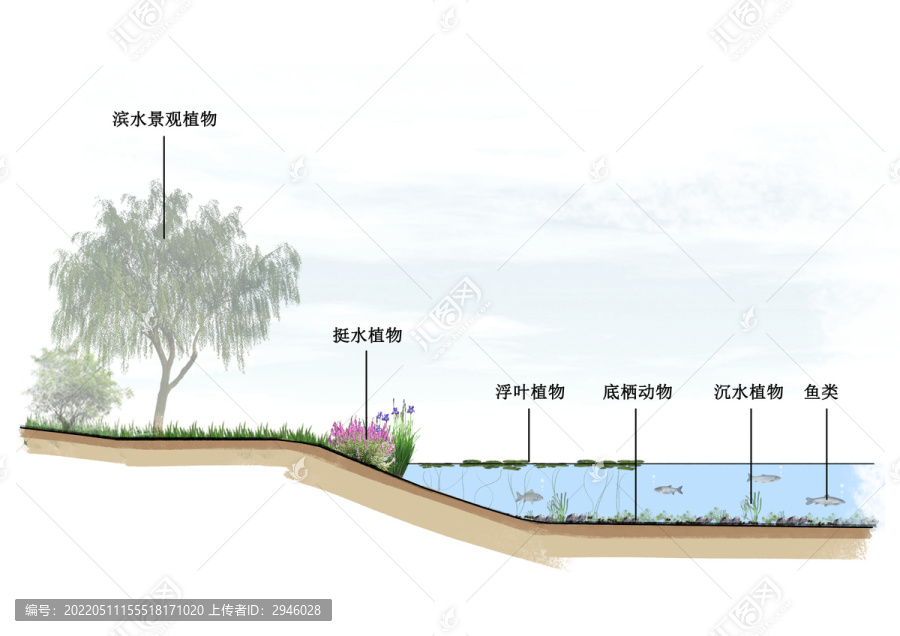 水生态构建断面图