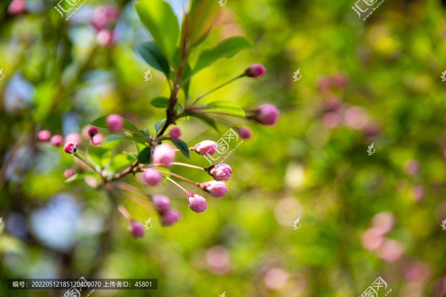 粉色花苞