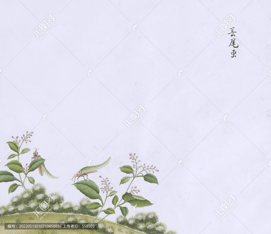 长尾虫虫草国画小品