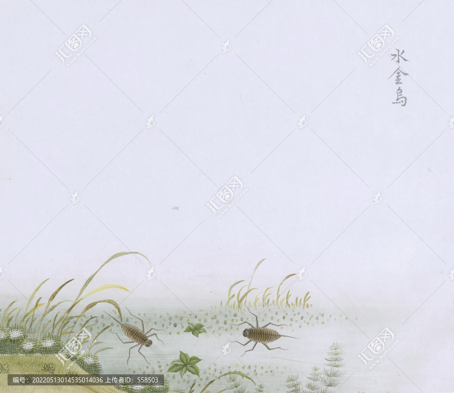 水虫虫草国画小品