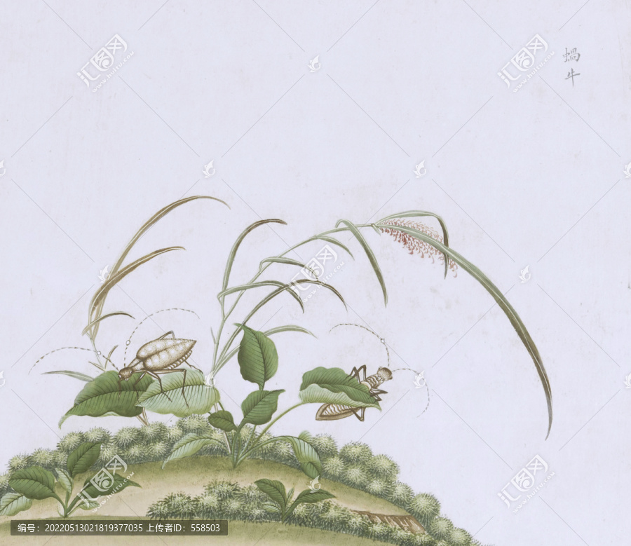 蜗牛虫虫草国画小品