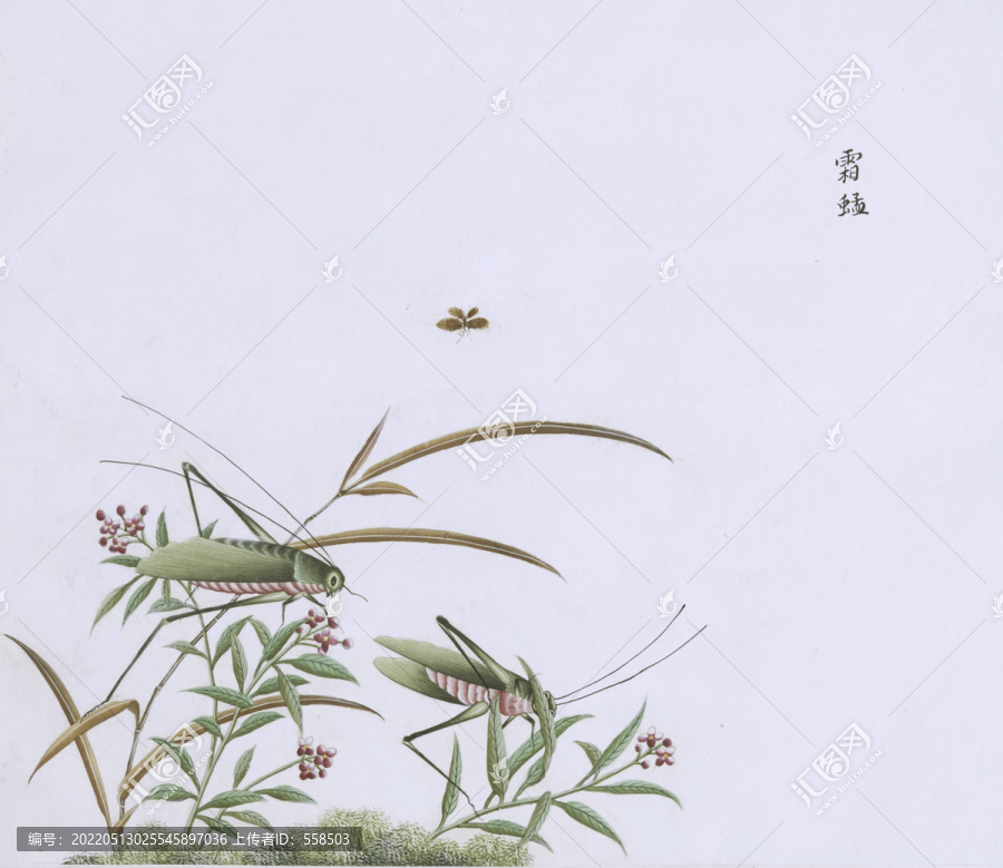 霜蜢虫草国画小品