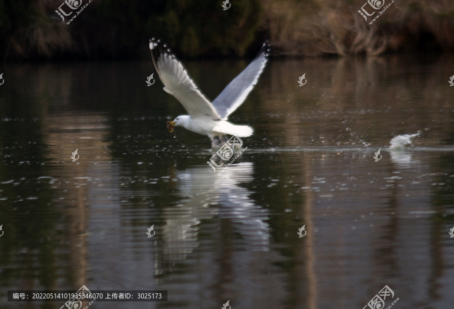 海鸥捕食泥鳅