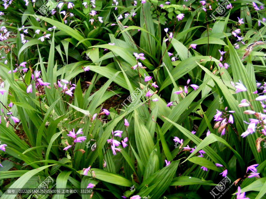 白芨种植