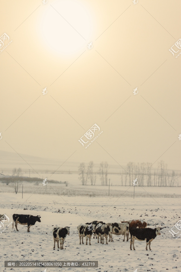 冬季清晨雪地牛群