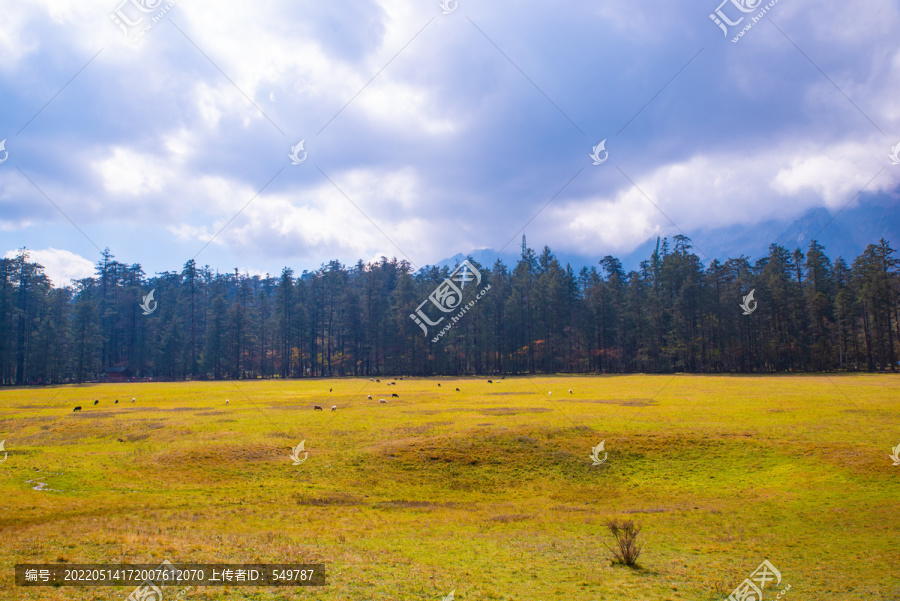 高山草场