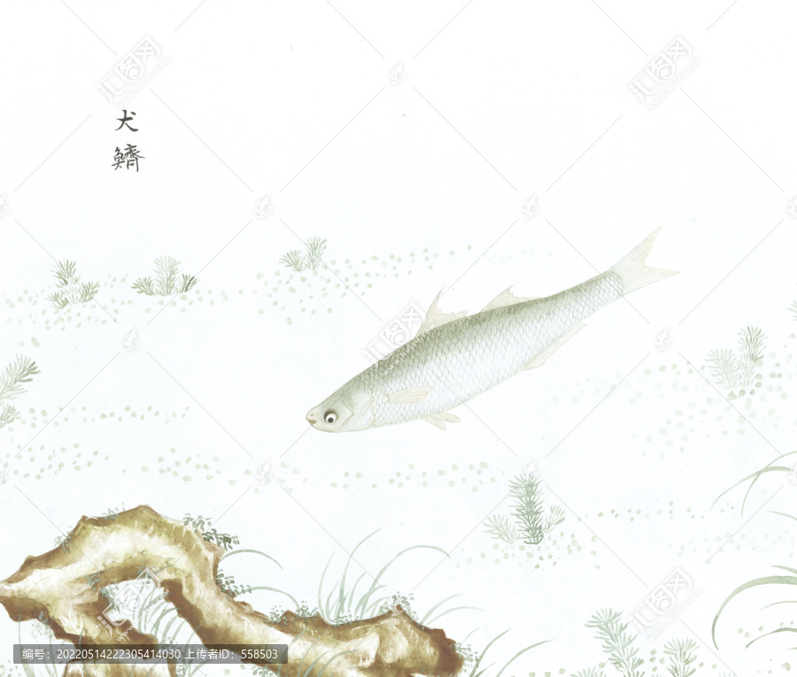 鲻鱼鱼国画海洋生物手绘