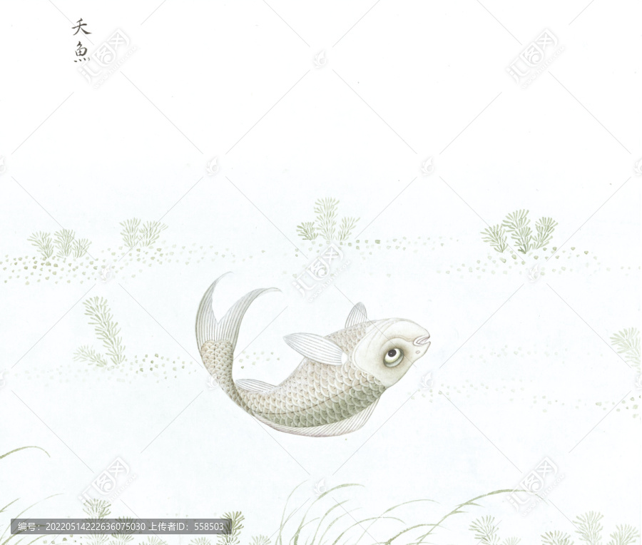 死鱼鱼国画海洋生物手绘