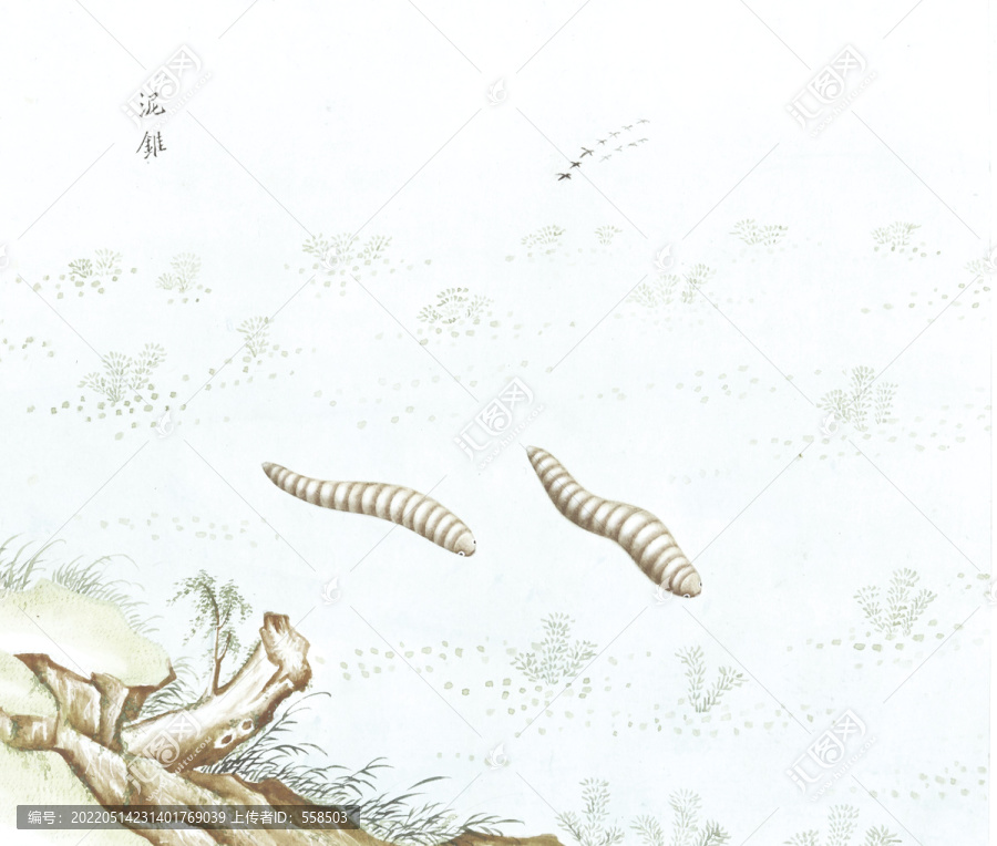 沙虫国画鱼海洋生物手绘