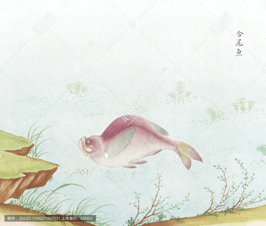 合尾鱼国画鱼海洋生物手绘