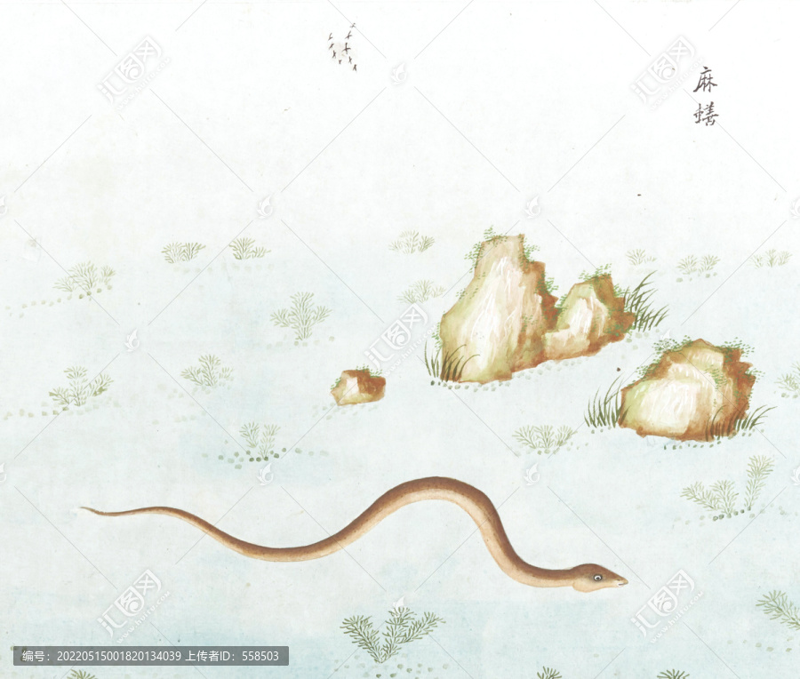 麻鳝国画鱼海洋生物手绘