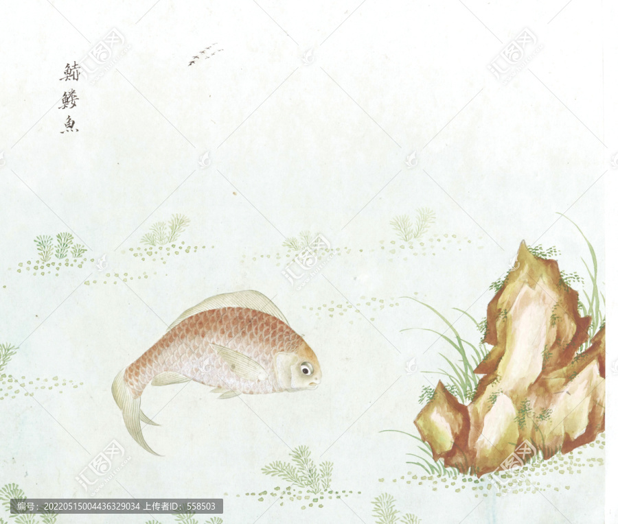 红鲤鱼国画鱼海洋生物手绘