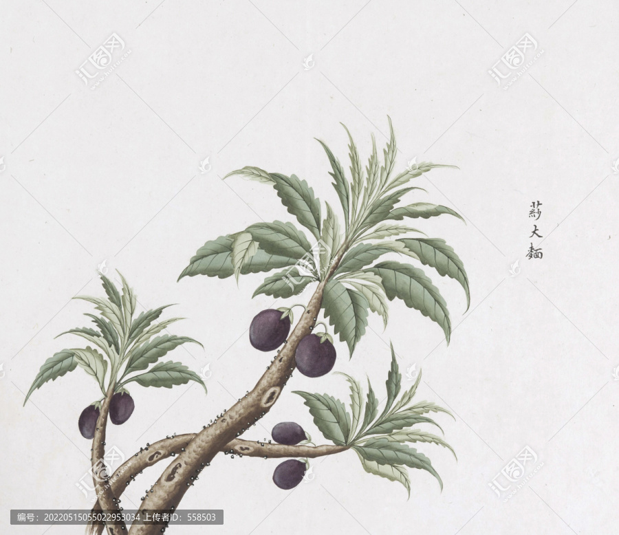 莎大麦中草药国画素材插画