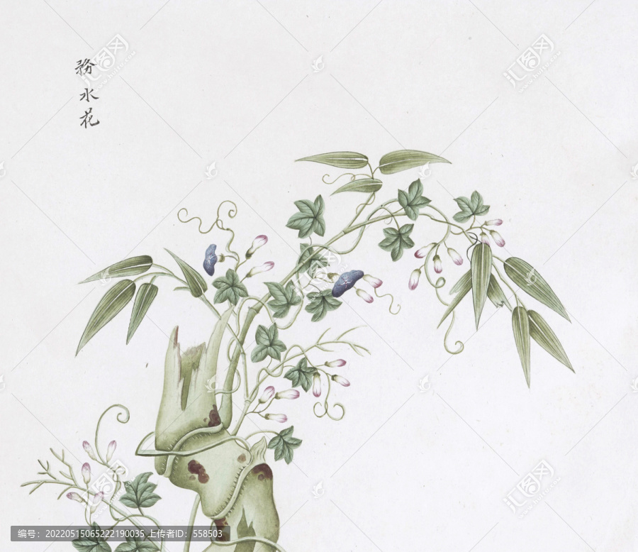 雾水花中草药国画素材插画国画