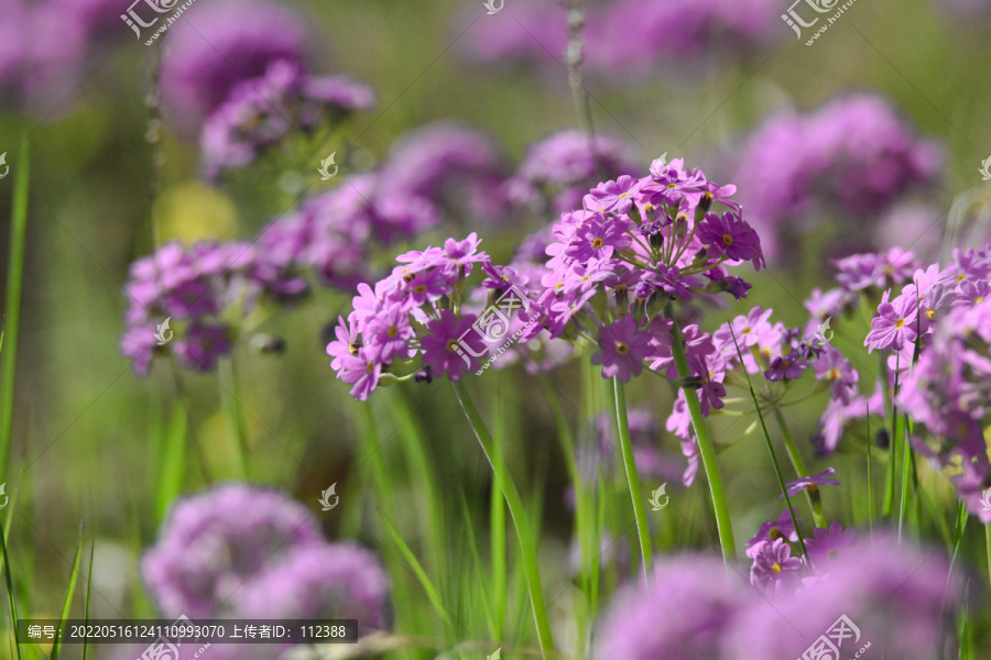 华紫球花报春三月花野花药材