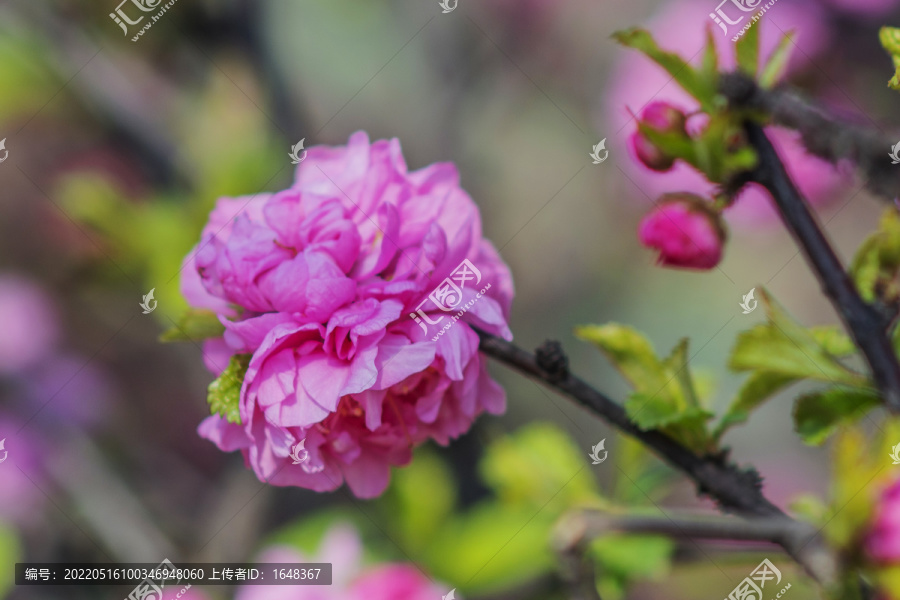 一团粉色的盛开的愉叶梅花