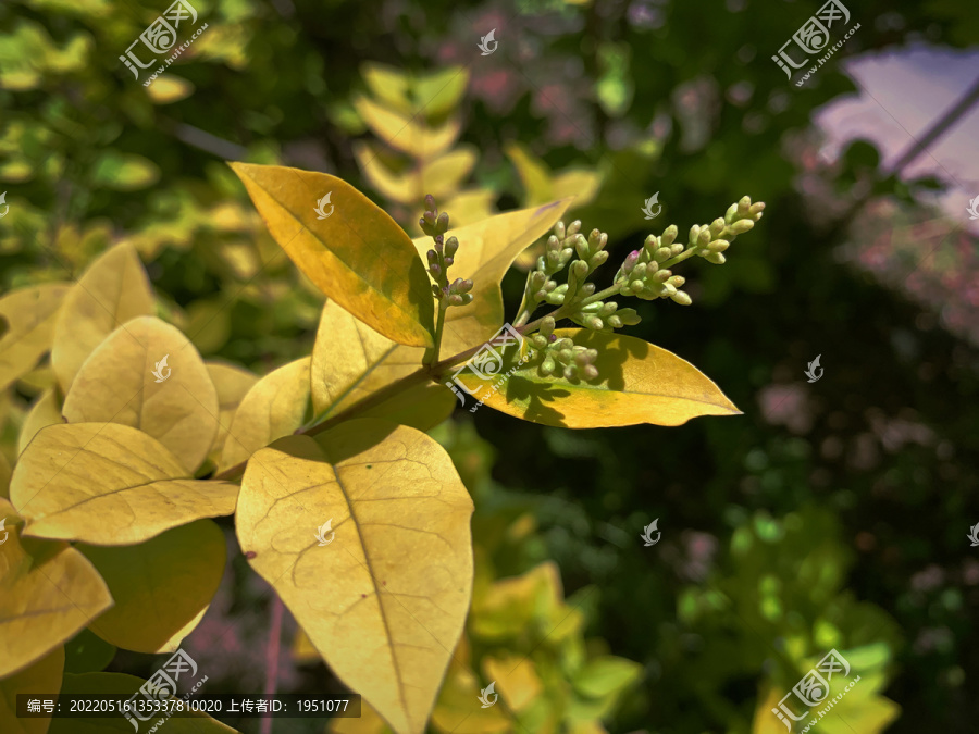 植物