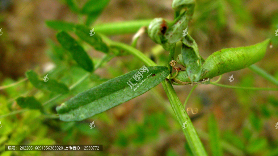 野豌豆