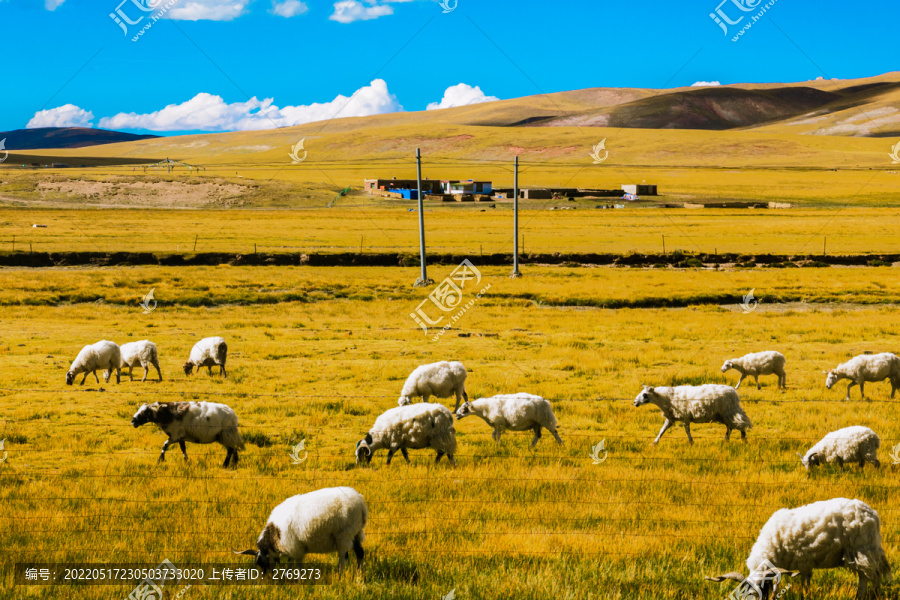 西藏牧区