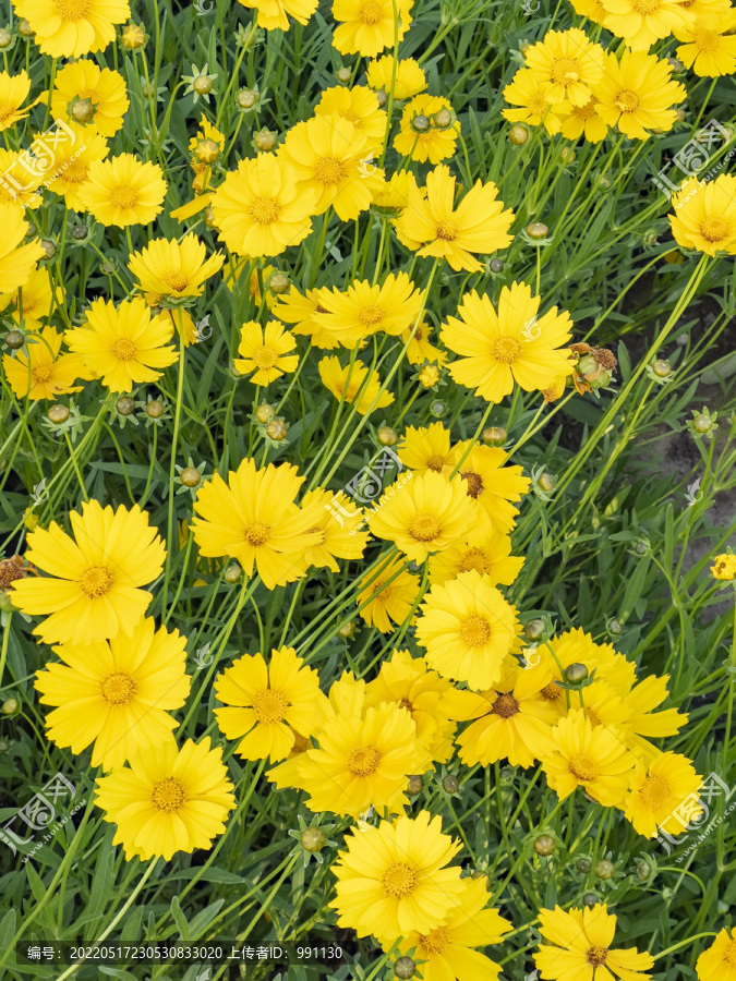 大片雏菊黄花野外