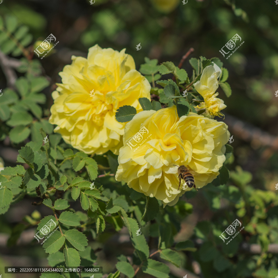 一只蜜蜂与两朵黄刺玫花