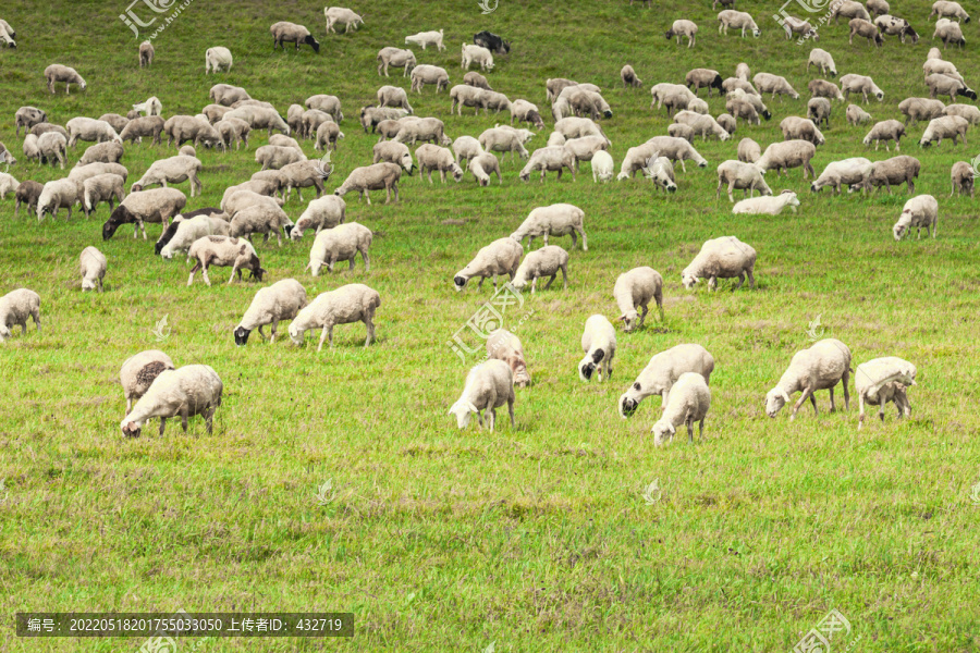 草原羊群吃草绵羊