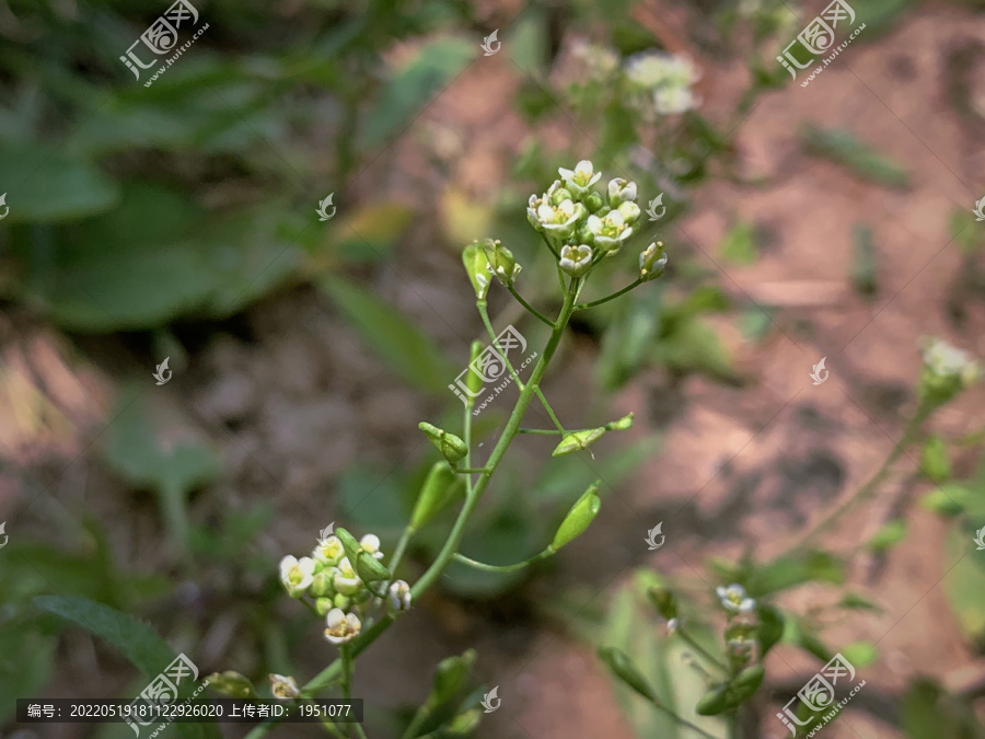 小花