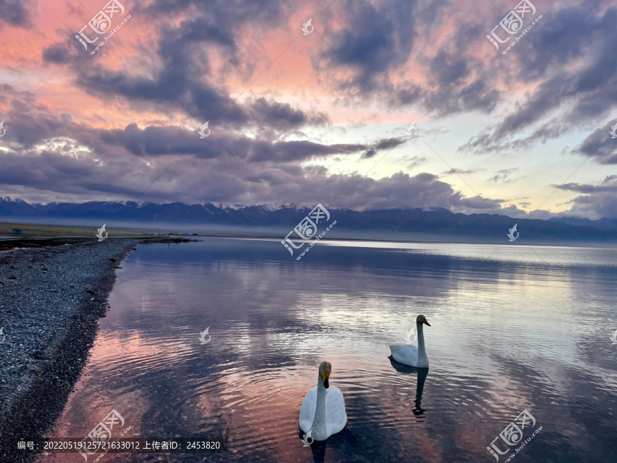 天鹅湖泊天空云彩夕阳风景