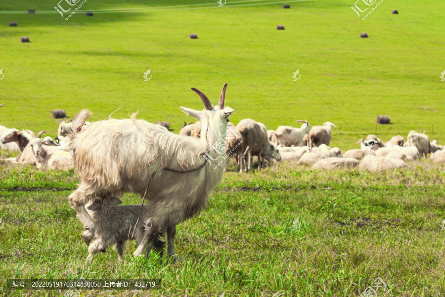 草原羊群羊吃奶