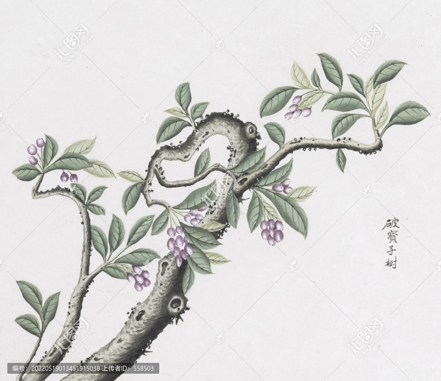 破布子树中草药国画素材国画