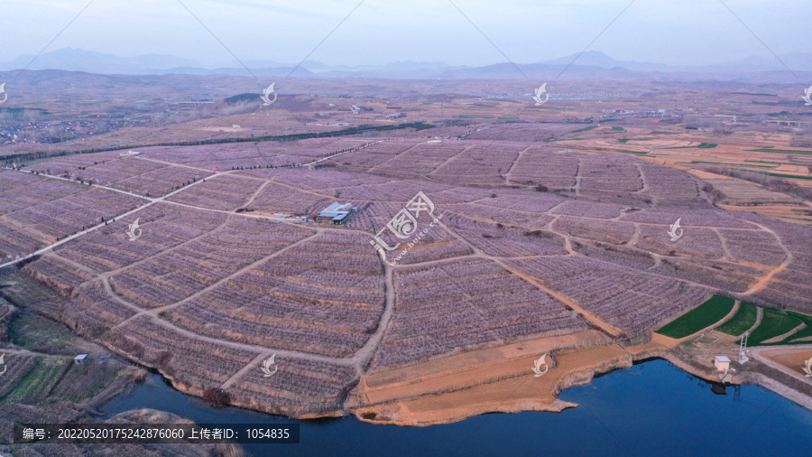 日照三庄水蜜桃种植基地