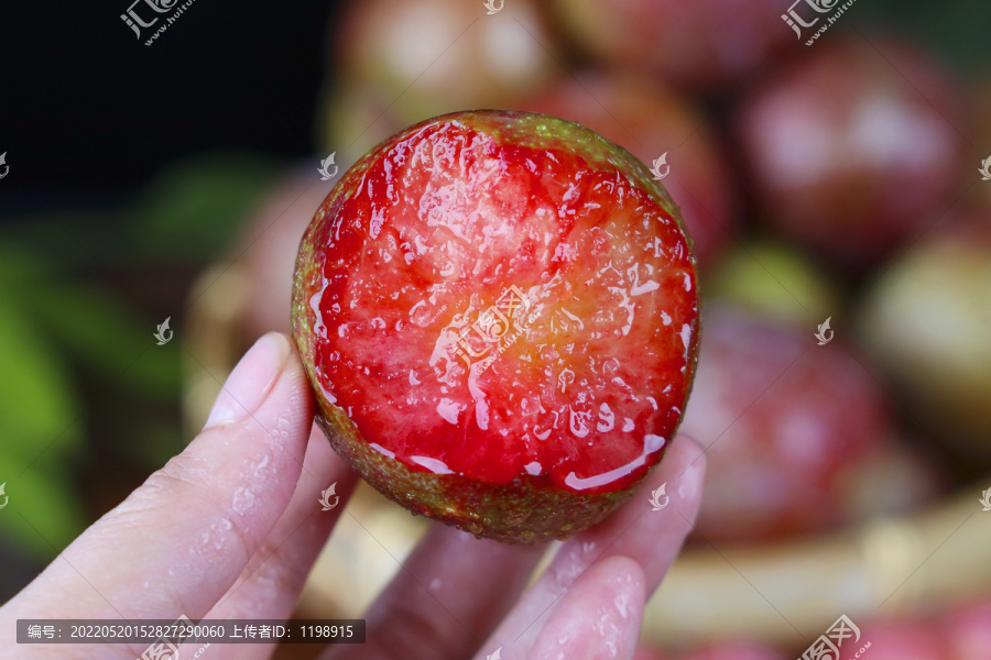 三华李芙蓉李