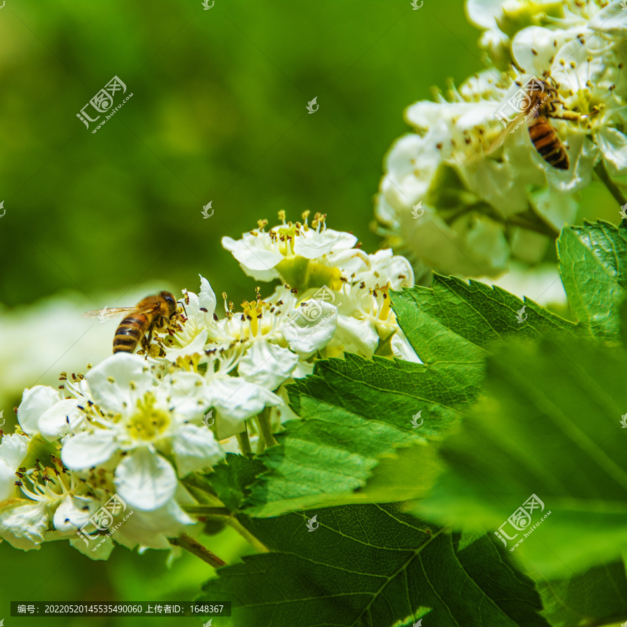 两只正在山楂花上采蜜的蜜蜂
