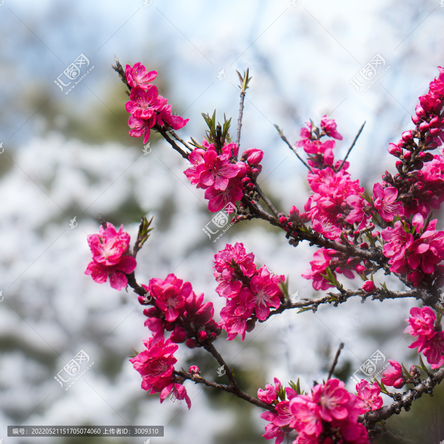 梅花