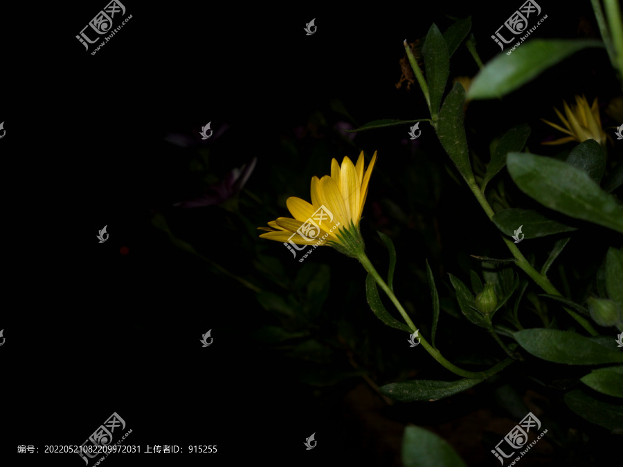 菊芋