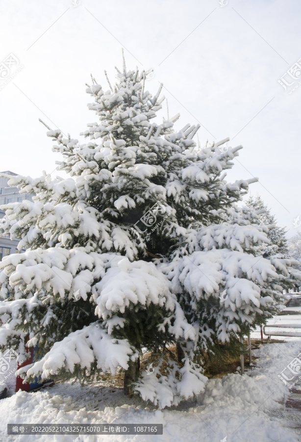 大雪压青松