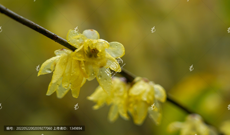 腊梅花