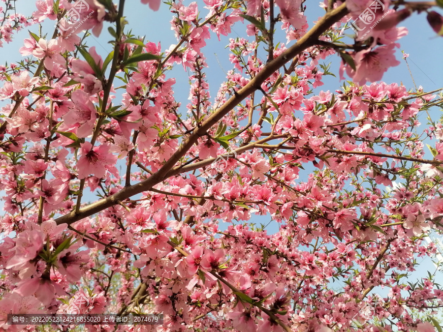 桃花