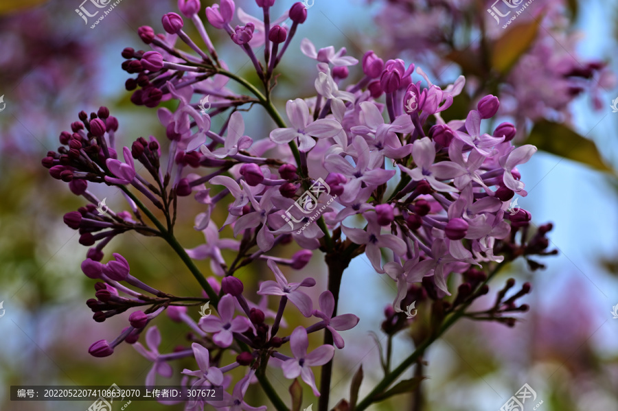 丁香花