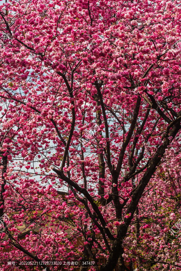 云南樱花素材背景