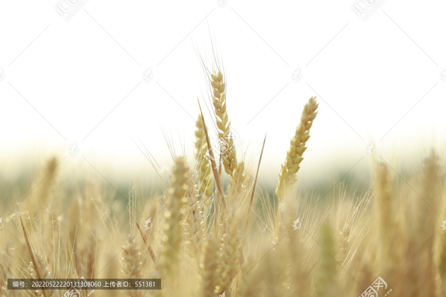 丰收在望的麦子