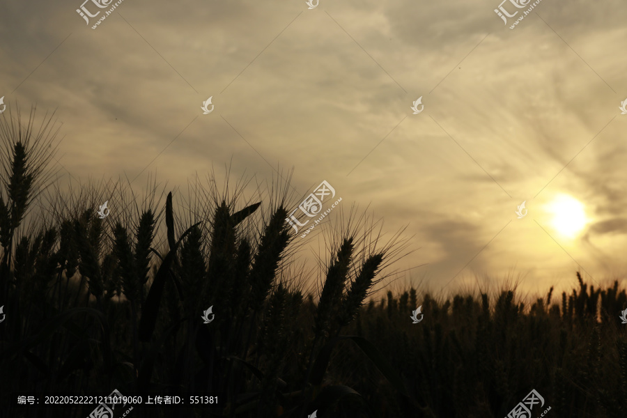 傍晚的成熟麦田