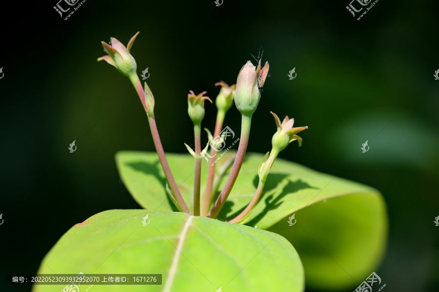 金丝桃花苞