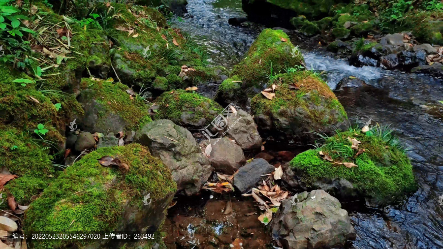 生态溪水苔藓纯净水山泉水